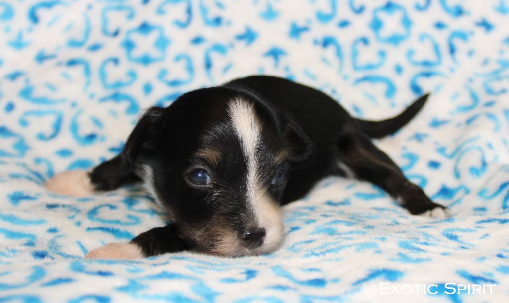 Exotic Spirit - Chiots disponibles - Chien chinois à crête