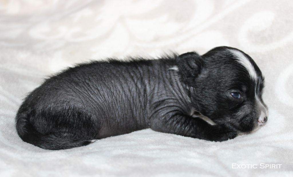 Exotic Spirit - Chiots disponibles - Chien chinois à crête