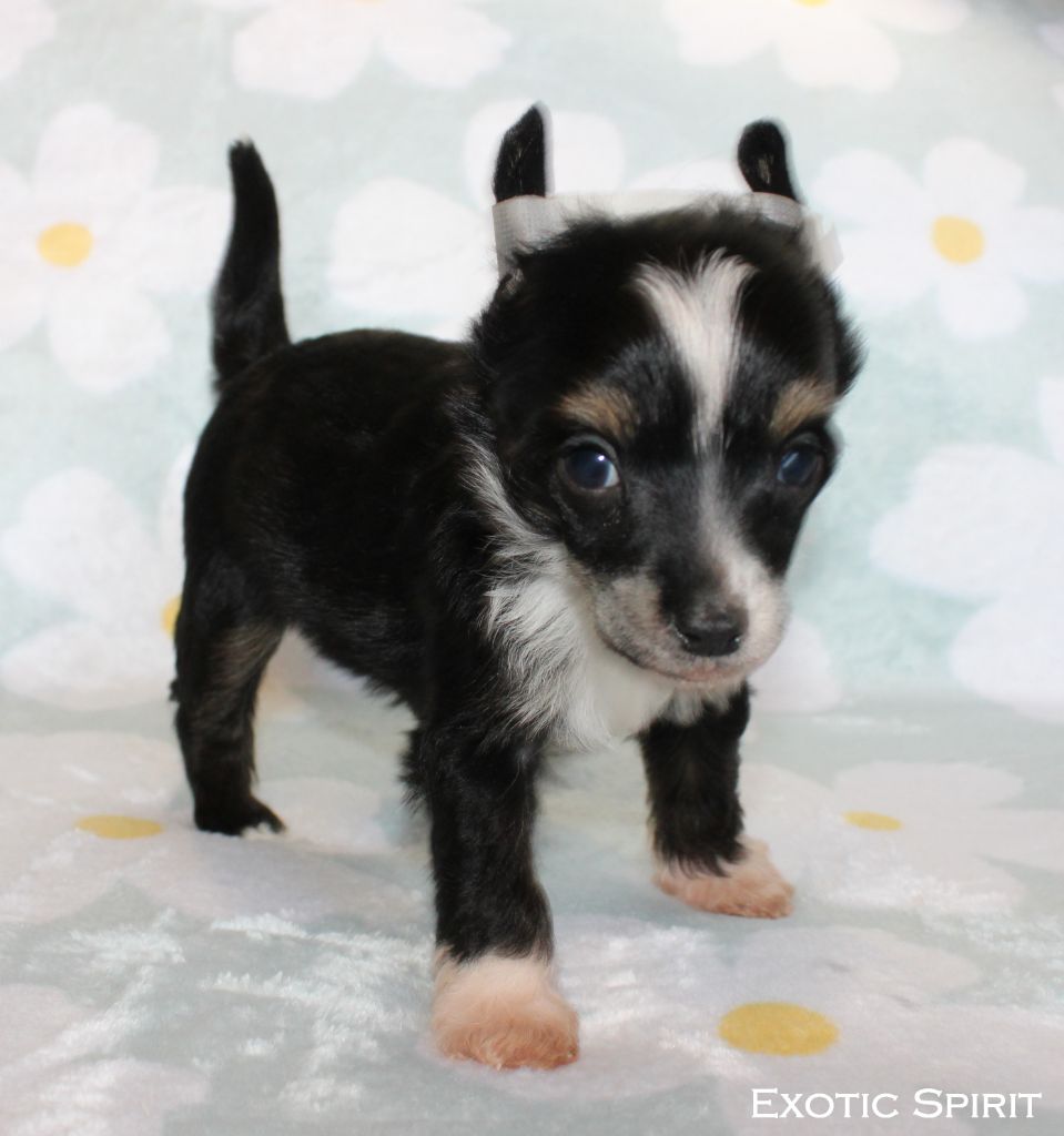 Exotic Spirit - Chiots disponibles - Chien chinois à crête