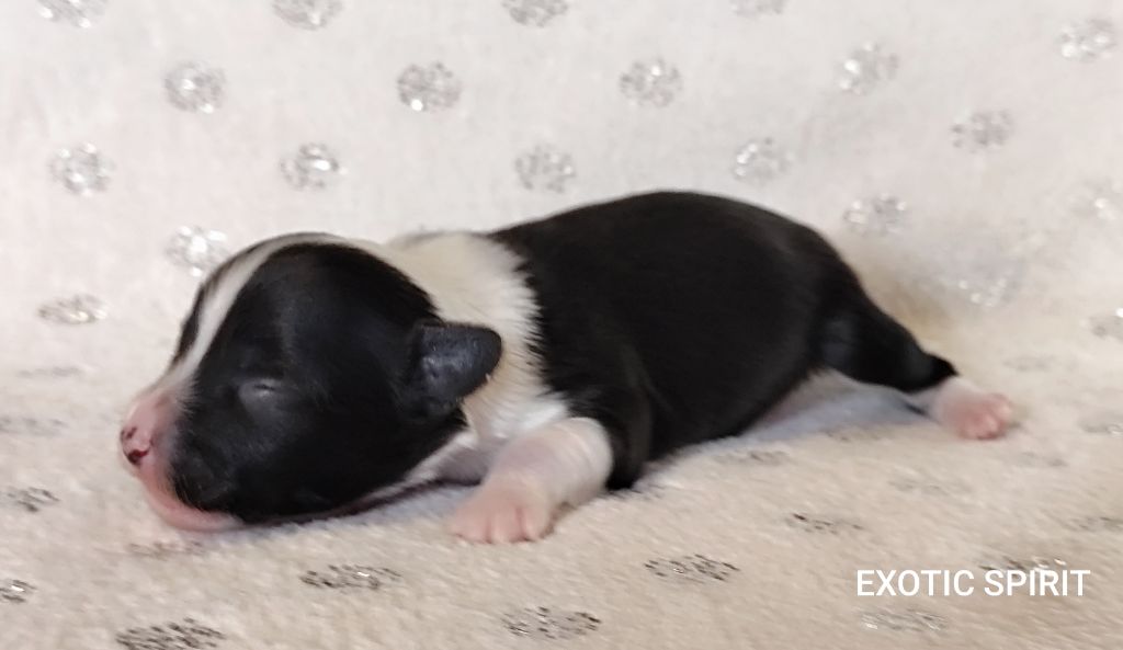 Exotic Spirit - Chiots disponibles - Chien chinois à crête