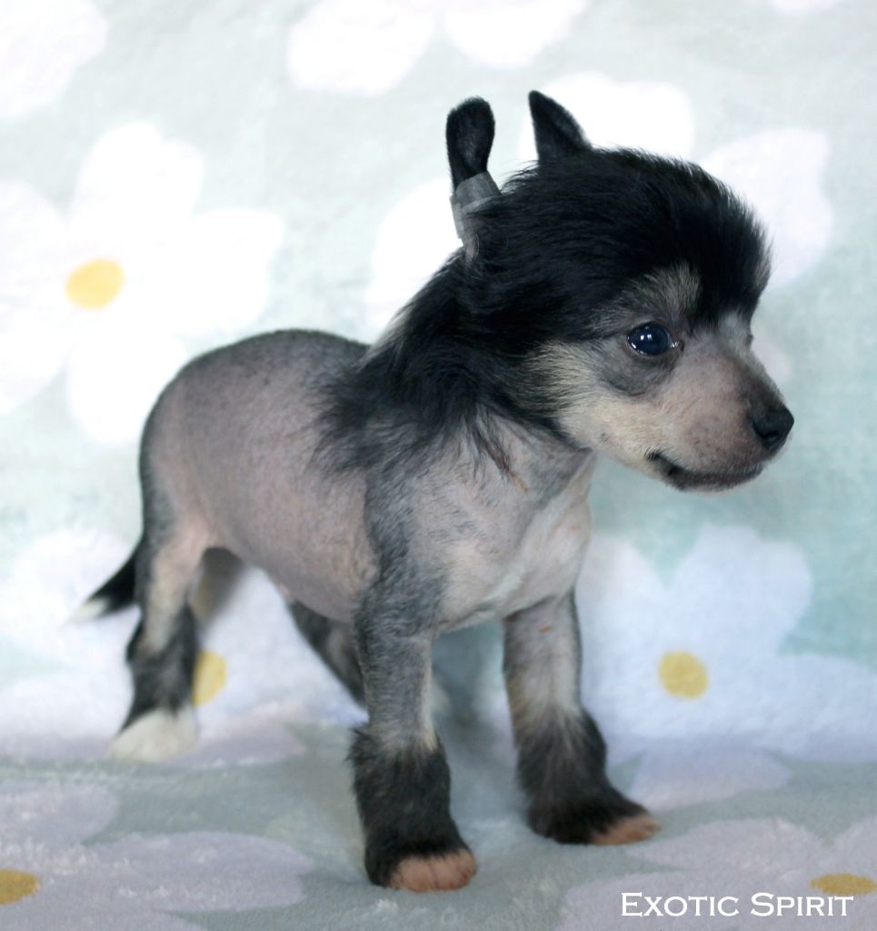 Exotic Spirit - Chiots disponibles - Chien chinois à crête